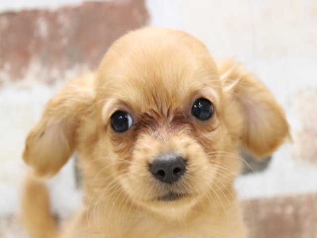 熊本県のハーフ犬 (ペッツワン熊本宇土店/2024年1月10日生まれ/女の子/レッド)の子犬